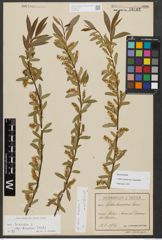 Foto von Salix triandra subsp. amygdalina (L.) Schübl. & G. Martens